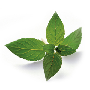 Xylitol Drops Geschmack Minze